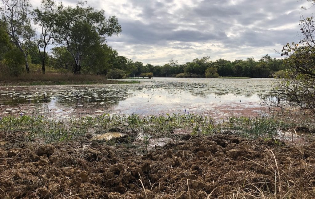 Pigs and wild cattle have destroyed the banks of Horseshoe Lagoon.