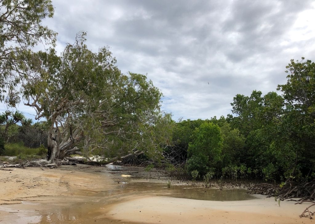 Skirting the mangroves on our walk to the coloured sands. Eddies Camp.