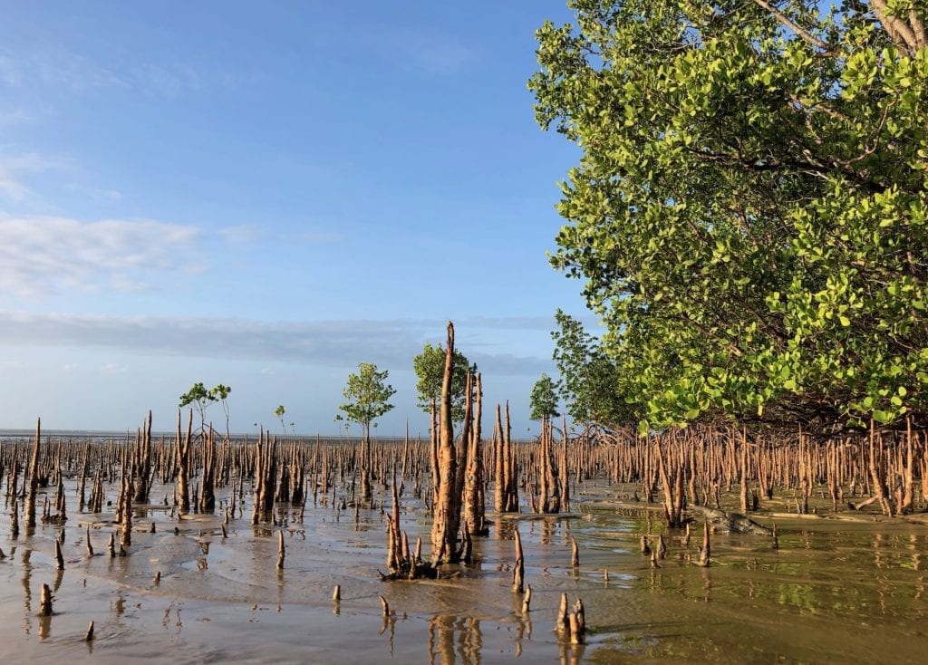 Mangroves at Eddies Camp.