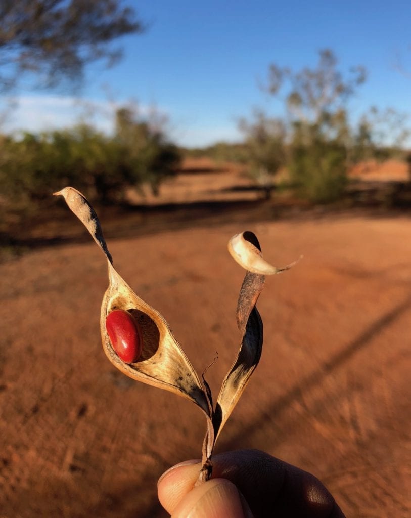 Bright red seed from a corkwood tree. Mt Doreen ruins, Tanami Road.