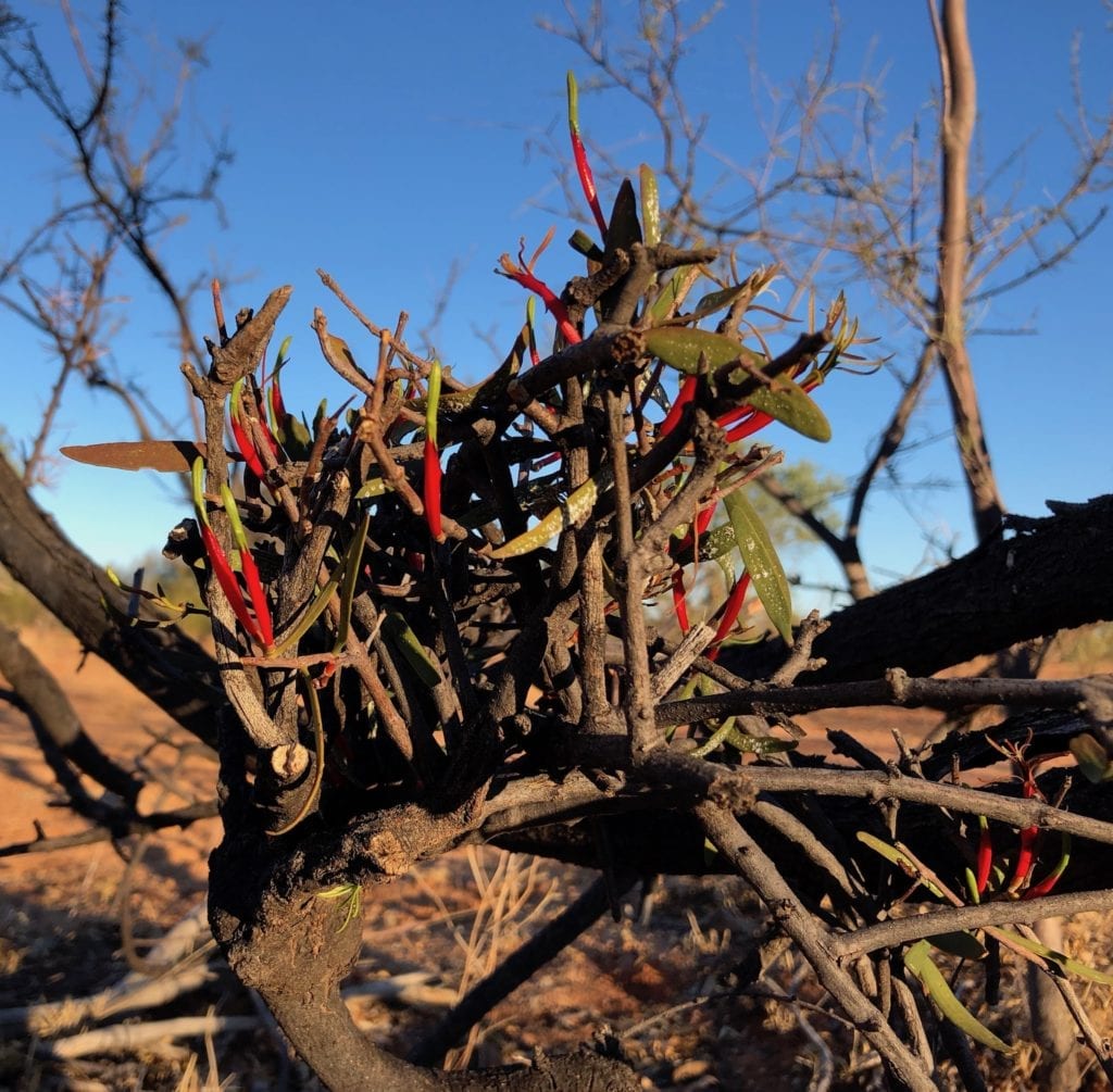 Brighlty coloured mistletoe clings to a spindly shrub. Mt Doreen ruins, Tanami Road.