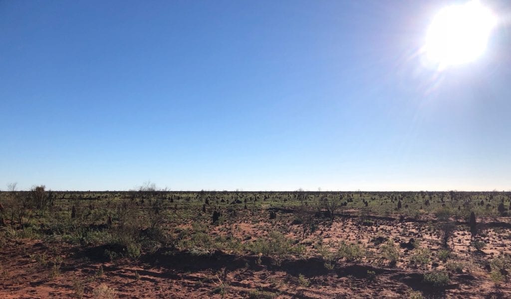 Termite mounds stretch for miles on the side of the Tanami Road.