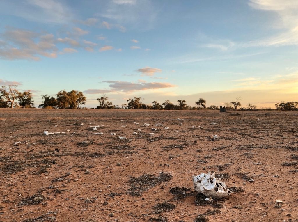 Sun-bleached bones on barren ground. NSW drought.