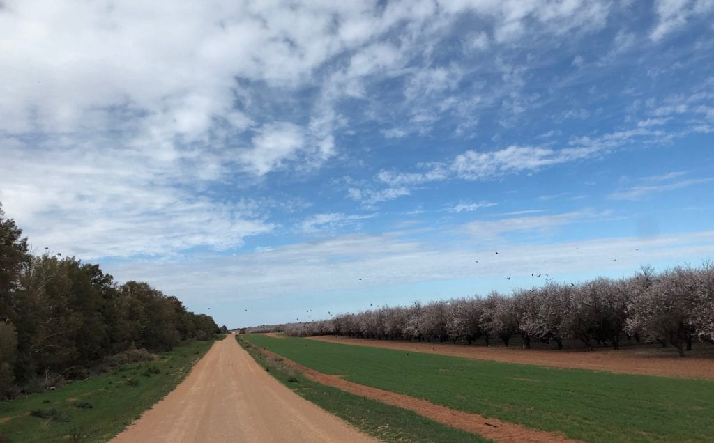 Apple trees blossoming at the Renmark end of the Old Mail Road. Murray Sunset National Park.