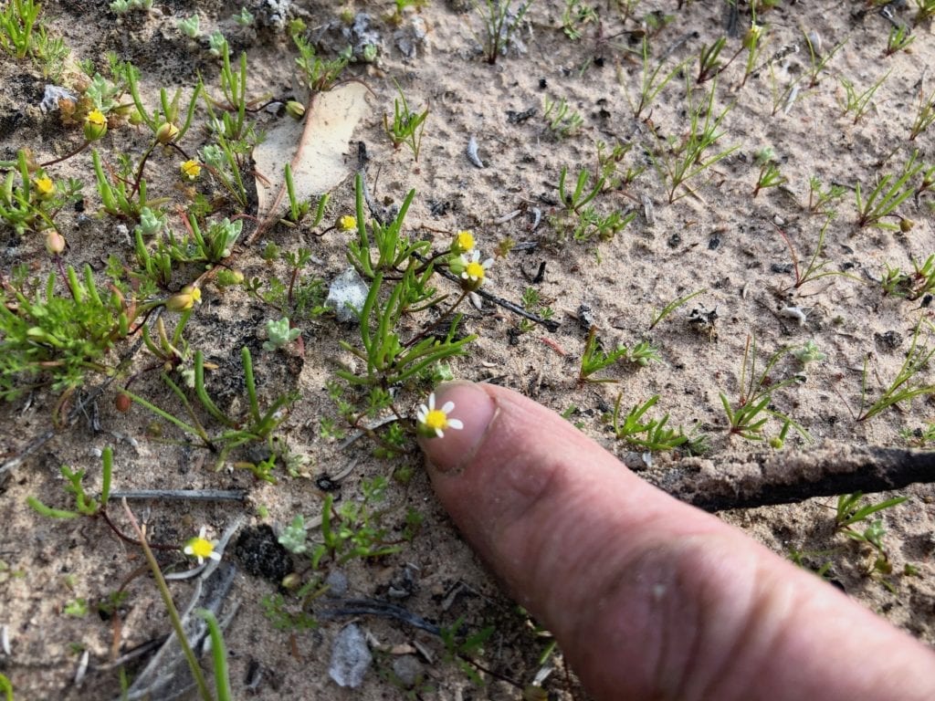 A tiny yellow flower at Murray Sunset National Park.