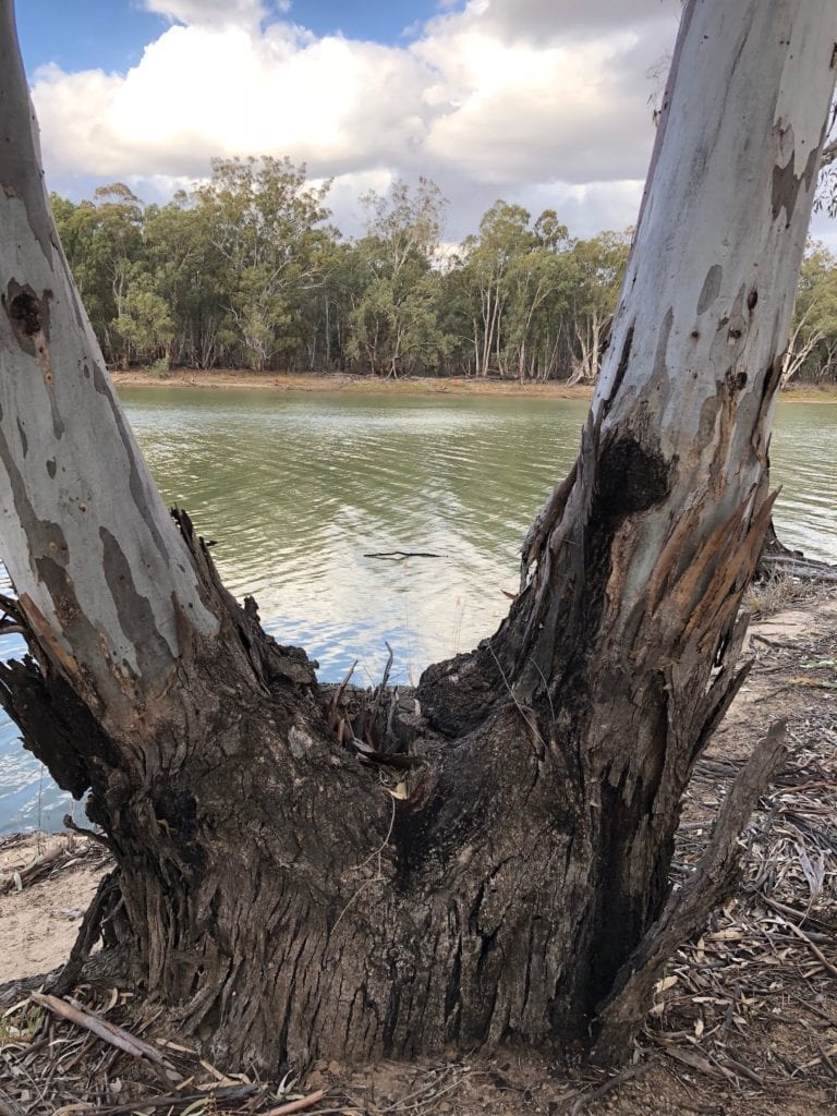 Regrowth over an old red river gum stump. Murray Sunset National Park.