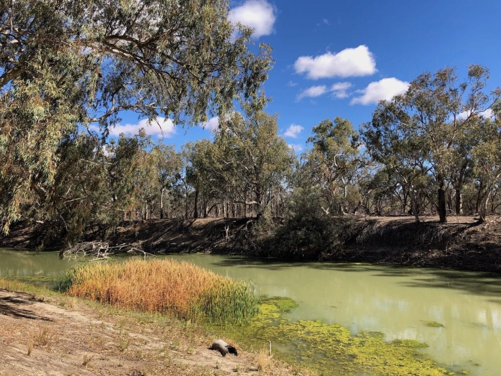 The Darling River at Pooncarie is a horrible green slime.