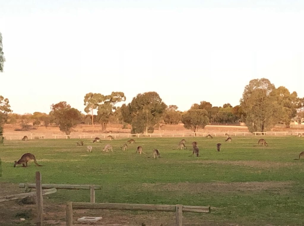 Hundreds of kangaroos enjoying the green grass on Wakefield oval at Pooncarie NSW.