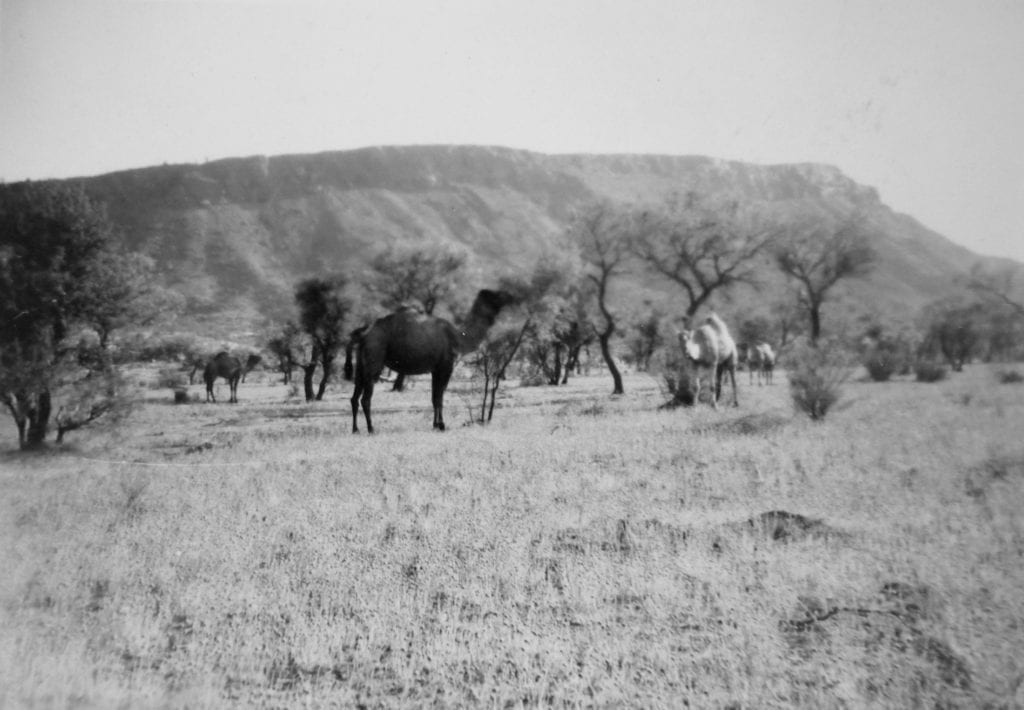 Approaching Alice Springs, 1950. Camels with the MacDonnell Ranges in the distance.Finally, no more sand dunes!