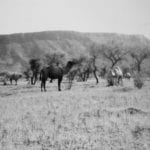 Approaching Alice Springs, 1950. Camels with the MacDonnell Ranges in the distance.Finally, no more sand dunes!