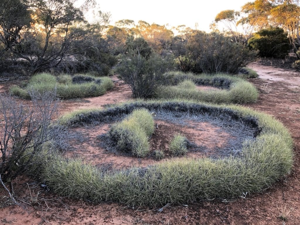 Beautiful spinifex circles near Lake Throssell, Great Central Road.