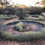 Beautiful spinifex circles near Lake Throssell, Great Central Road.