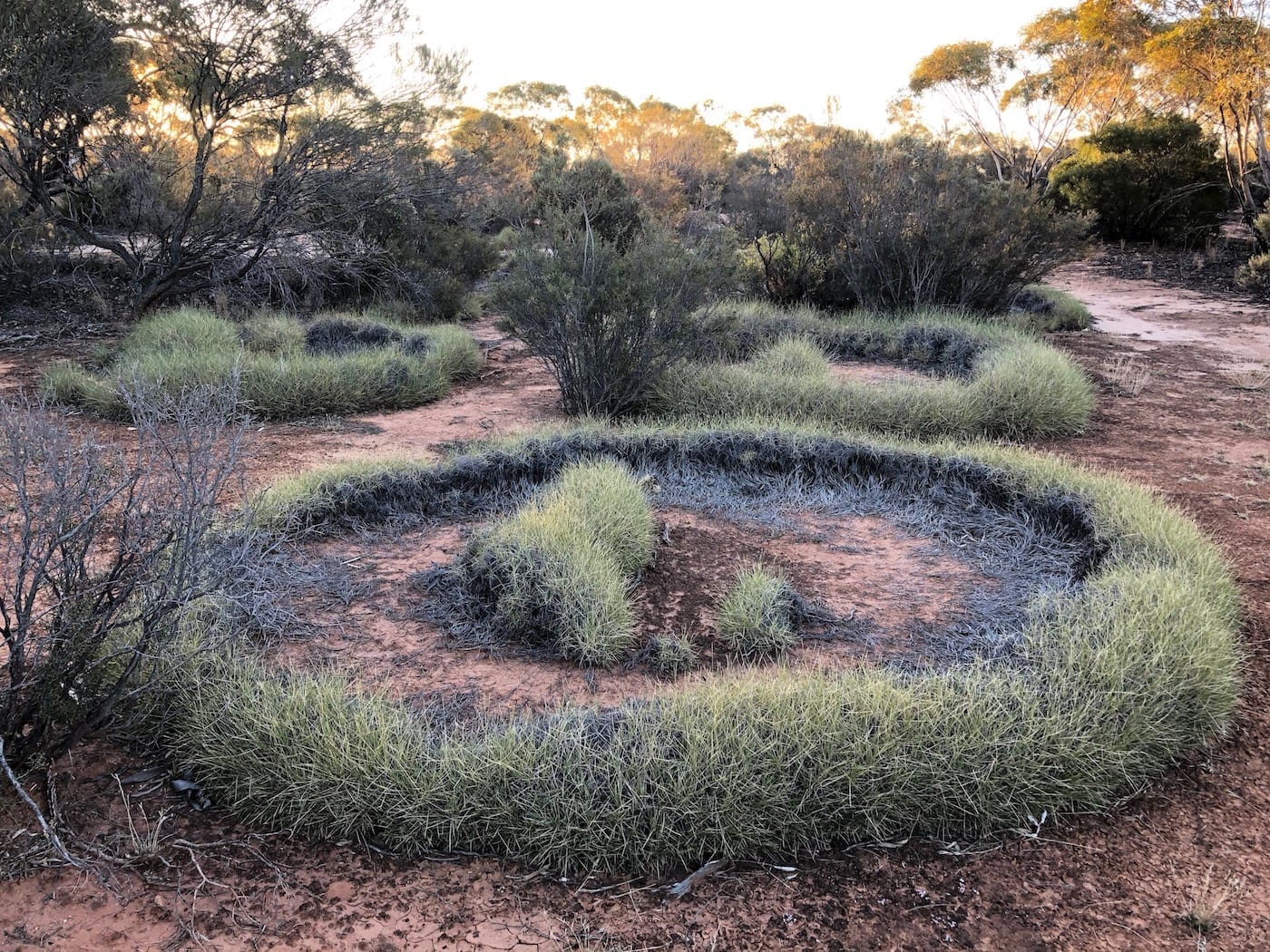 Beautiful spinifex circles near Lake Throssell, Great Central Road.