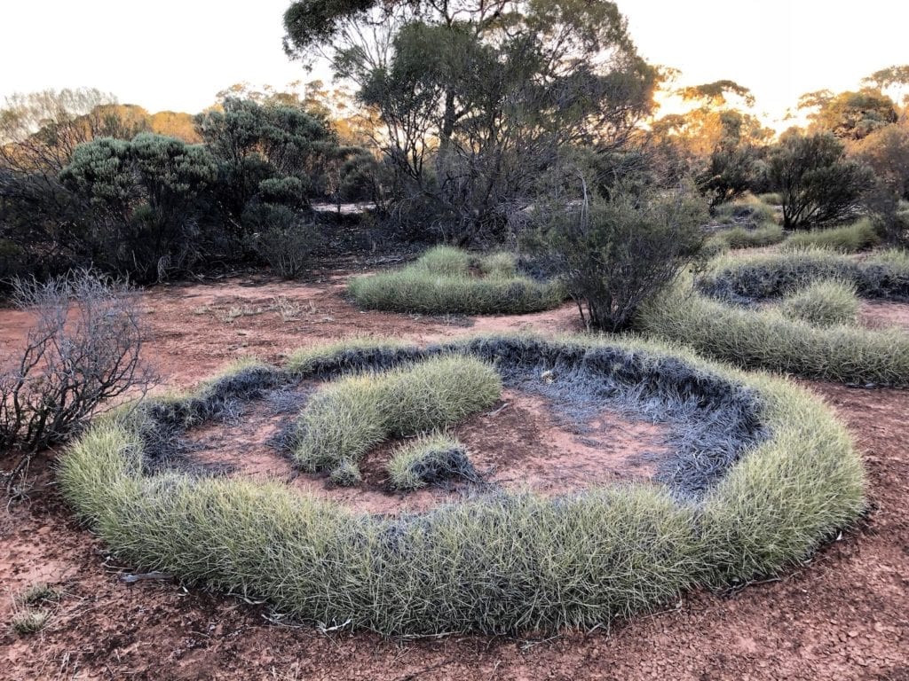 Spinifex rings at Lake Throssell. Great Central Road Camping.