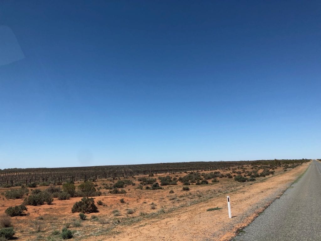 Dead grape vine plantation, north of Mneindee. Murray Darling Basin.