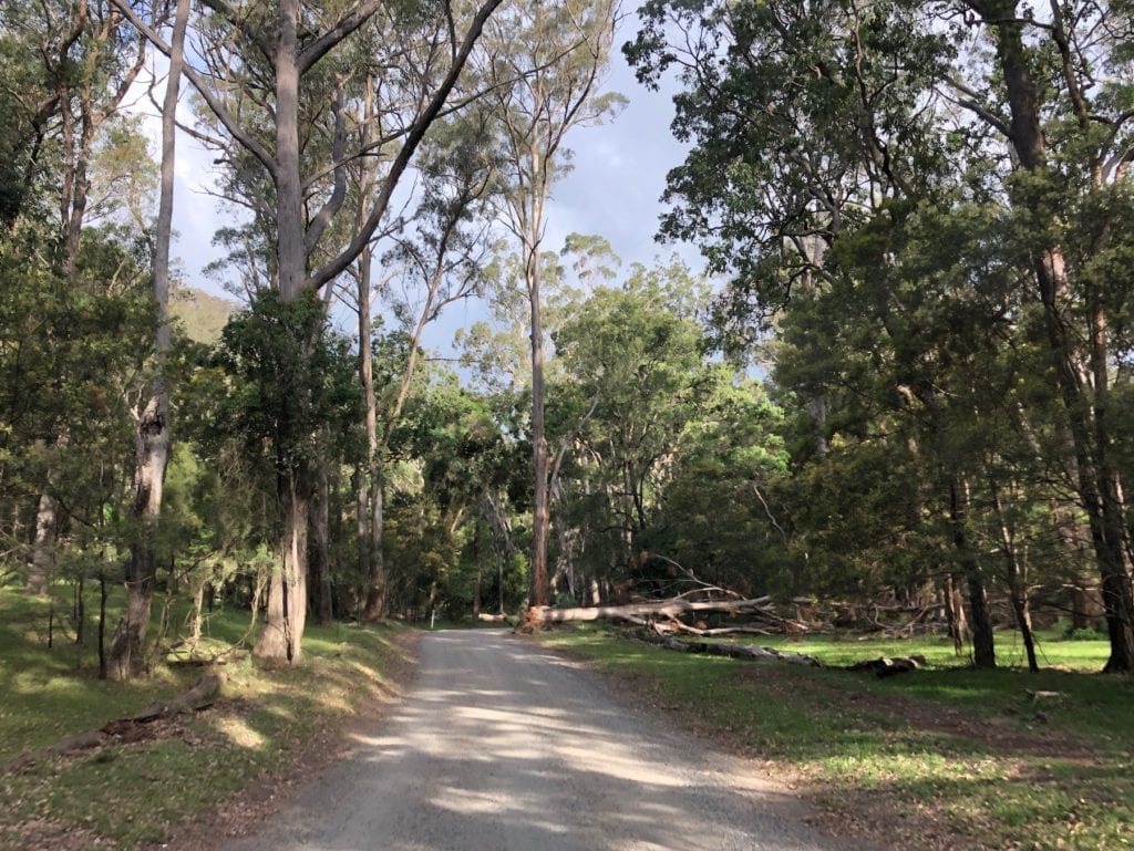 The drive into the Goomburra section at Main Range National Park.