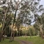 Manna Gum campground at the Goomburra section of Main Range National Park.