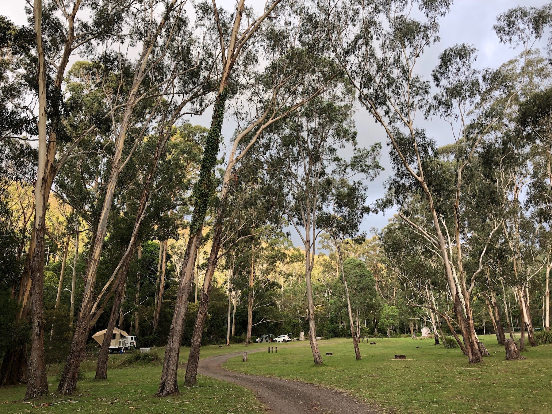 Manna Gum campground at the Goomburra section of Main Range National Park.