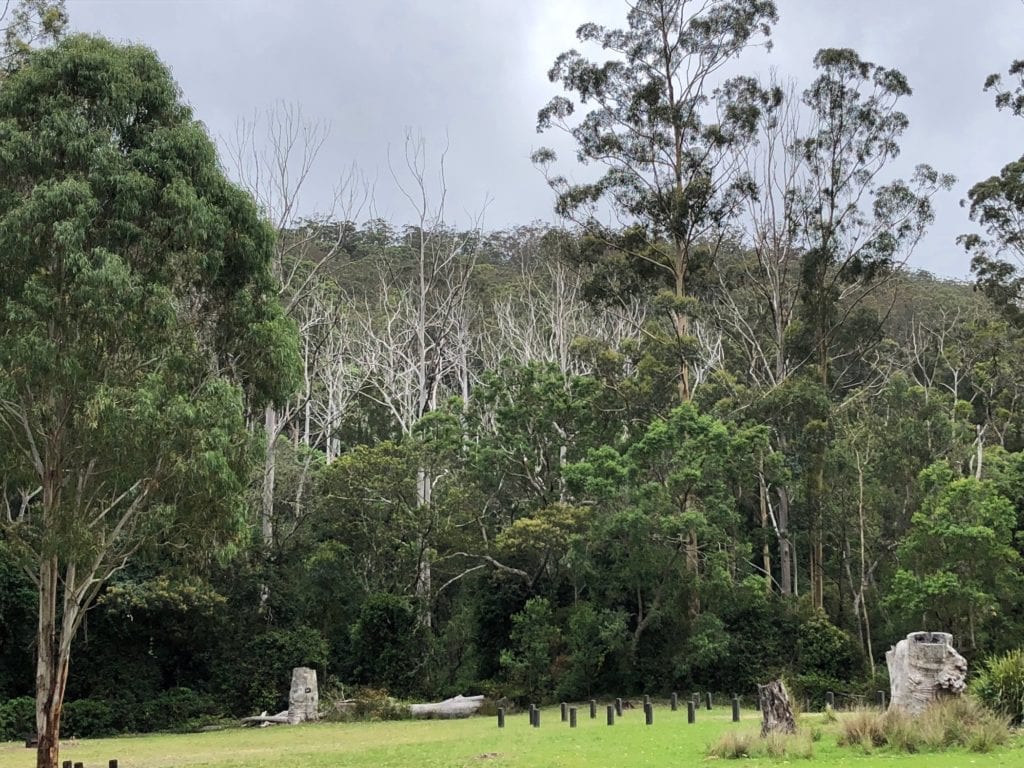 A stand of dead gums behind Manna Gums campground at the Goomburra section of Main Range National Park.