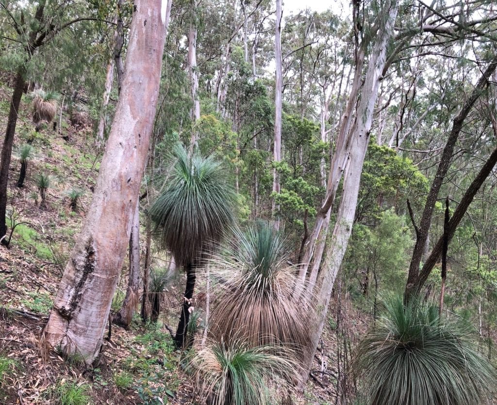 A steep climb on the Ridge Track walk. Main Range National Park.