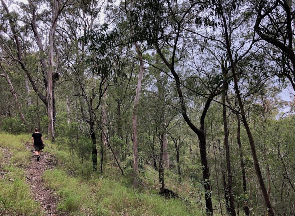 The Ridge Track walk starts off in dry eucalypt forest. Main Range National Park.