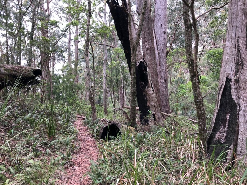 Dry forest gives way to ferns on the Rige Track Walk. Main Range National Park.