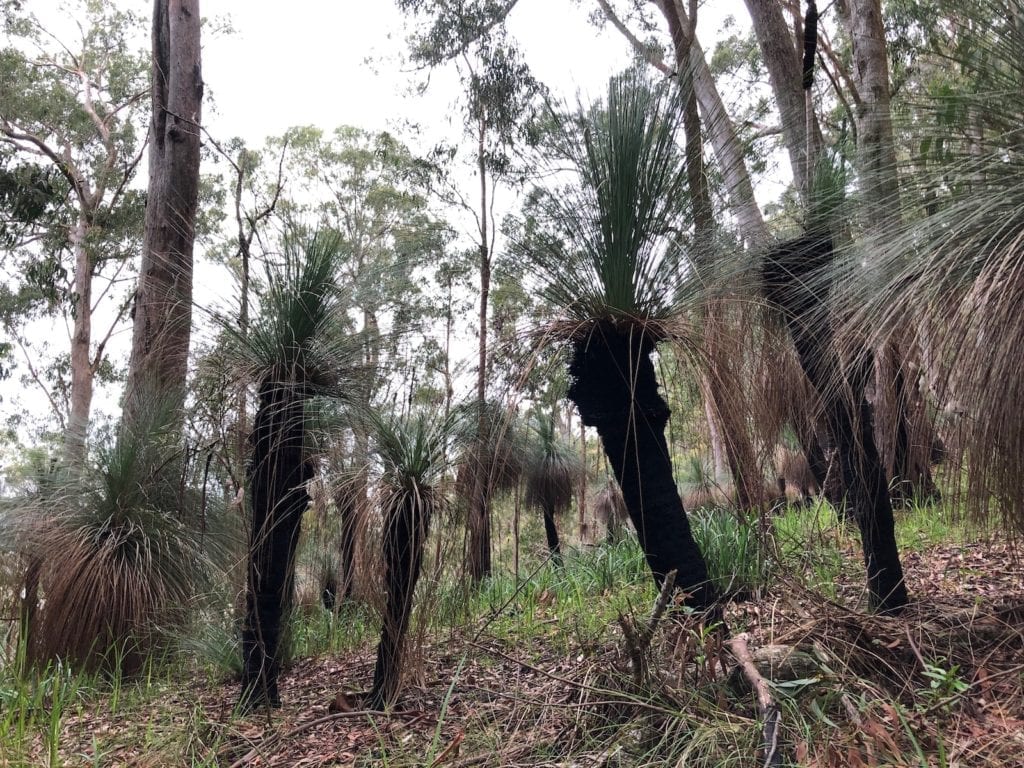 Thousands of grass trees on the Ridge Track walk. Main Range National Park.