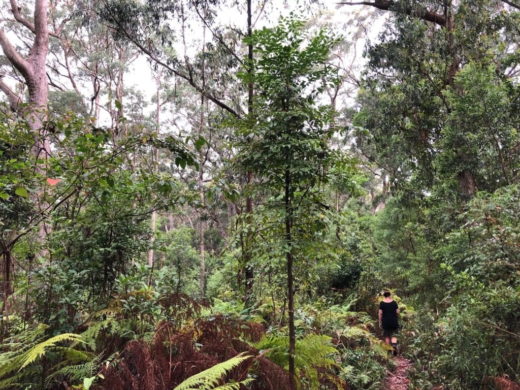 Entering the rainforest canopy on the Ridge Track Walk. Main Range National Park.