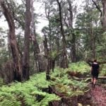 A garden of ferns on the Ridge Track Walk. Main Range National Park.