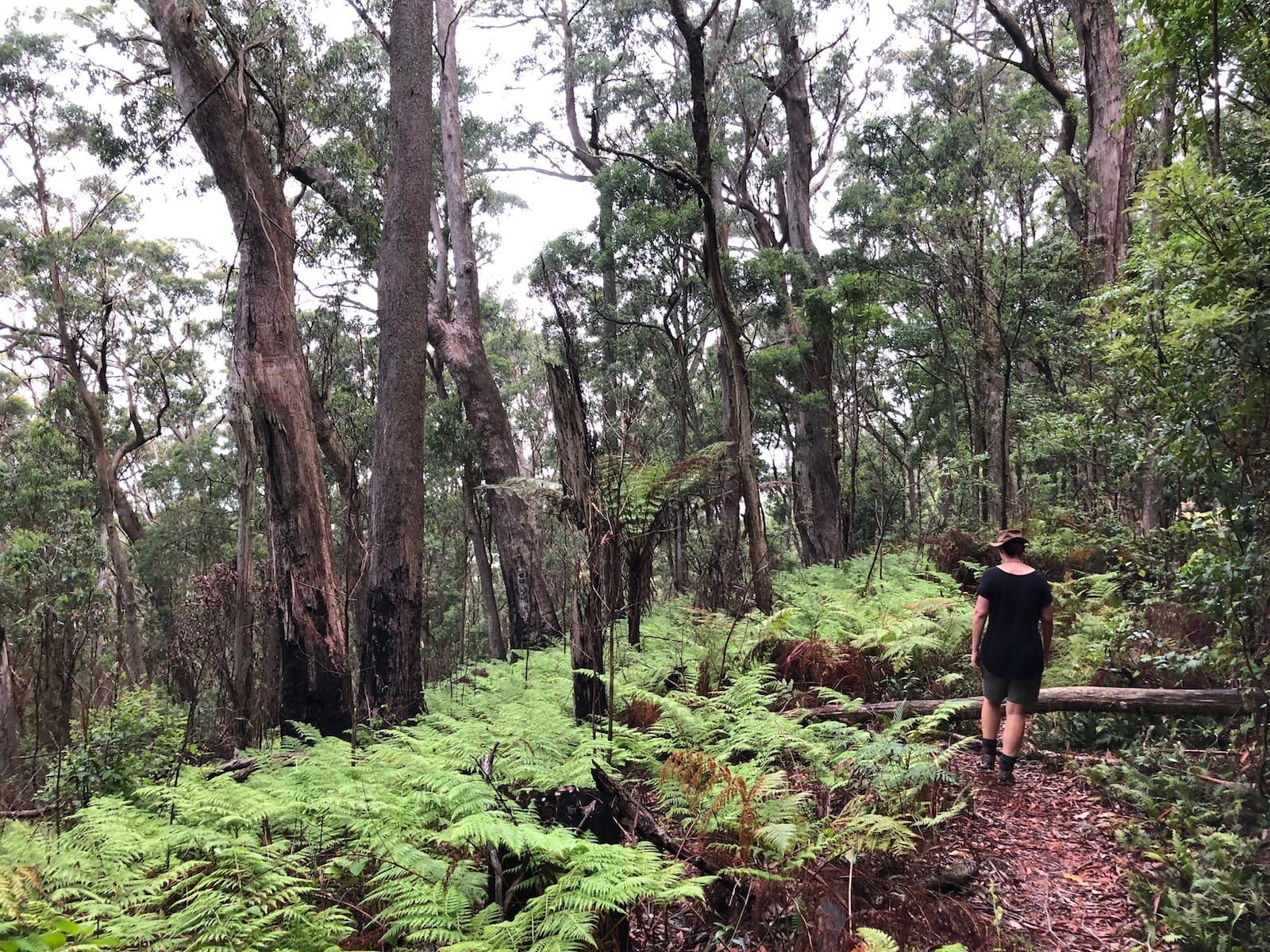 A garden of ferns on the Ridge Track Walk. Main Range National Park.