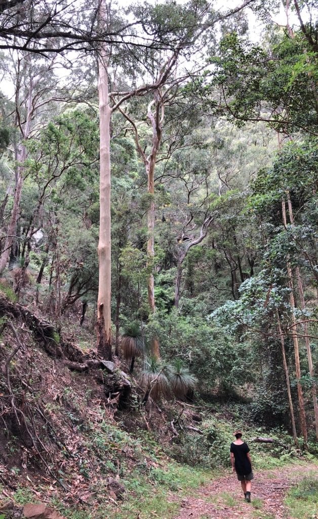 Peta dwarfed by the trees on the Ridge Track Walk. Main Range National Park.