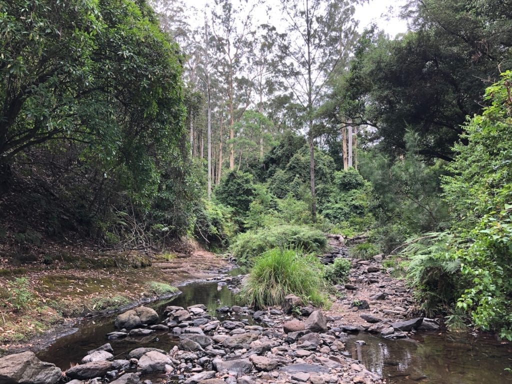 Dalrymple Creek near Manna Gum campground, Goomburra section of Main Range National Park.