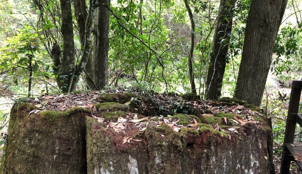 A giant tree stump at the Goomburra section of Main Range National Park.