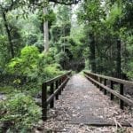 The Dalrymple walk starts at Manna Gum campground. It gives you a taste of the rainforest.