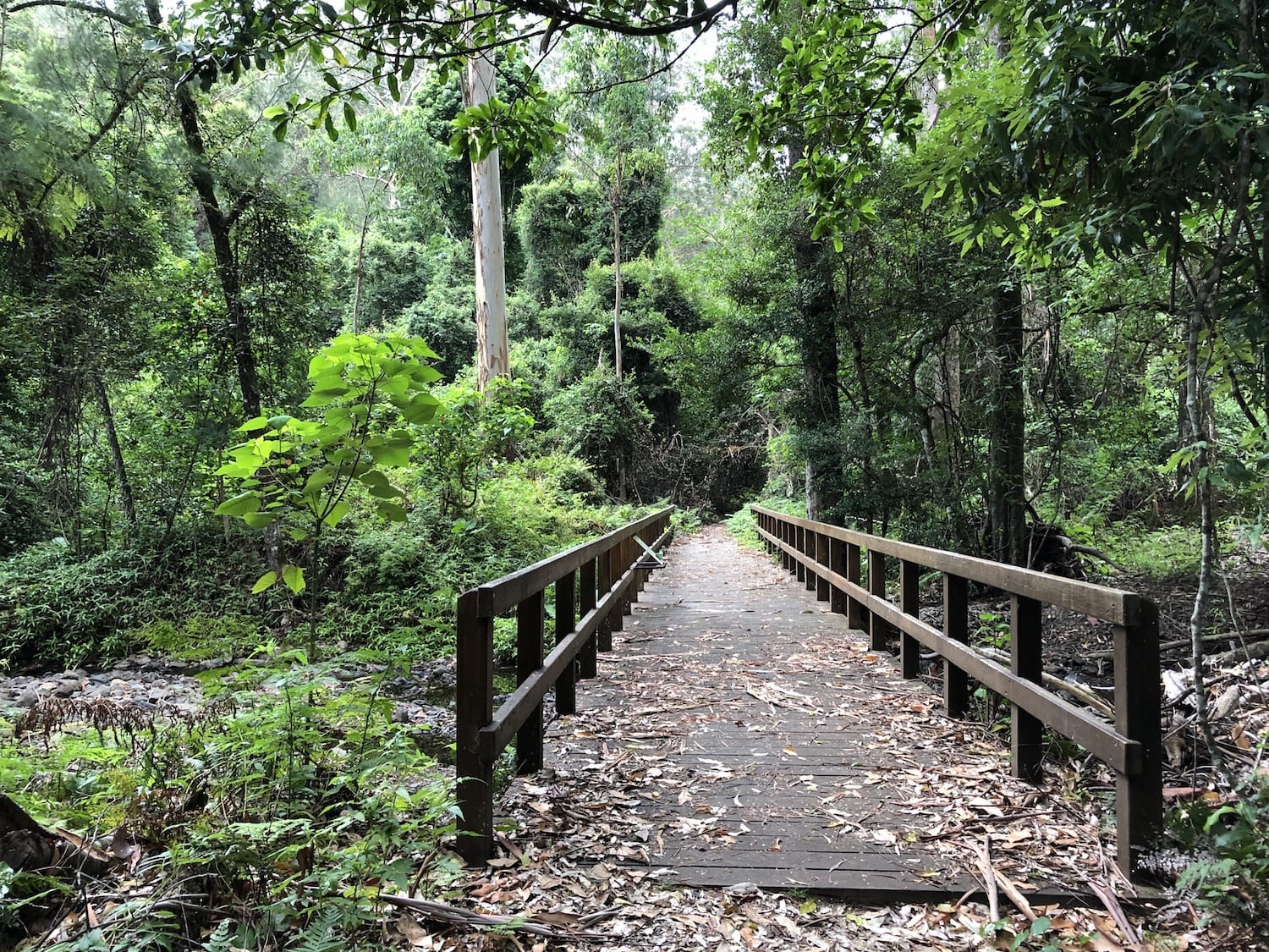 The Dalrymple walk starts at Manna Gum campground. It gives you a taste of the rainforest.