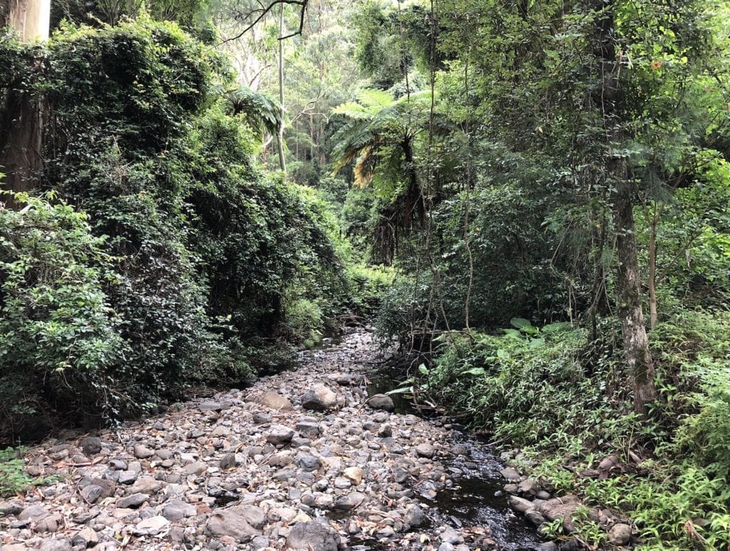 Dalrymple Creek near Manna Gum campground.