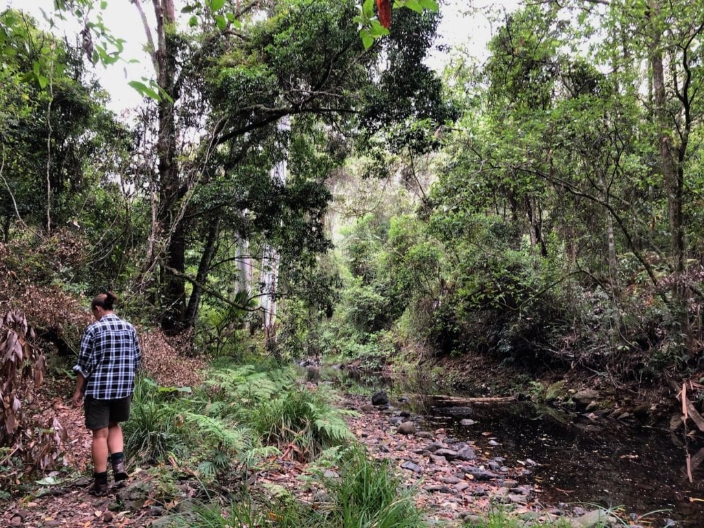 The Cascades rainforest walk criss-crosses over Dalrymple Creek as you make your way up the valley.