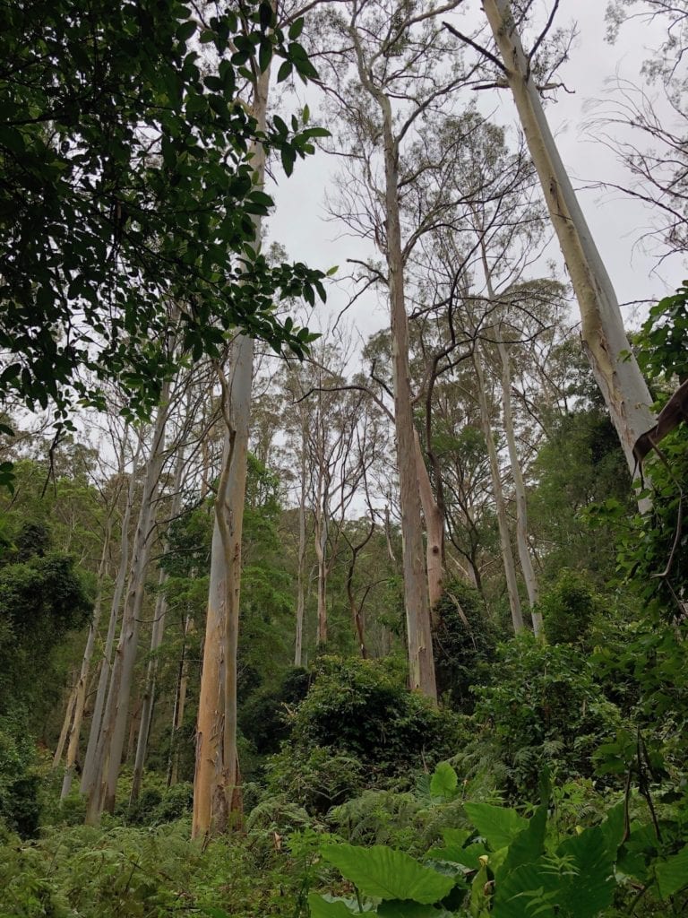 Enormous gum trees at the start of the Cascades rainforest walk.