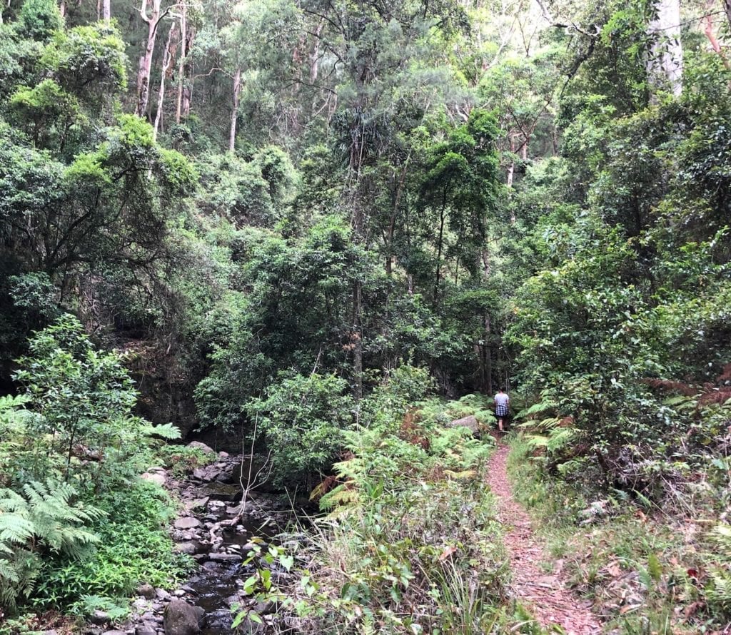 Disappearing into the rainforest on the Cascades rainforest walk.