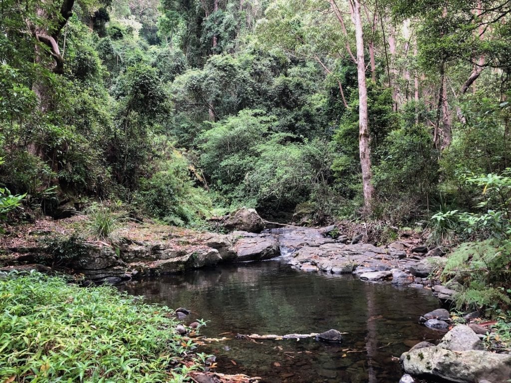 There are many pristine pools in Dalrymple Creek. Cascades rainforest walk.