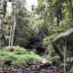 Dalrymple Creek cuts through the rainforest on the Cascades rainforest walk.