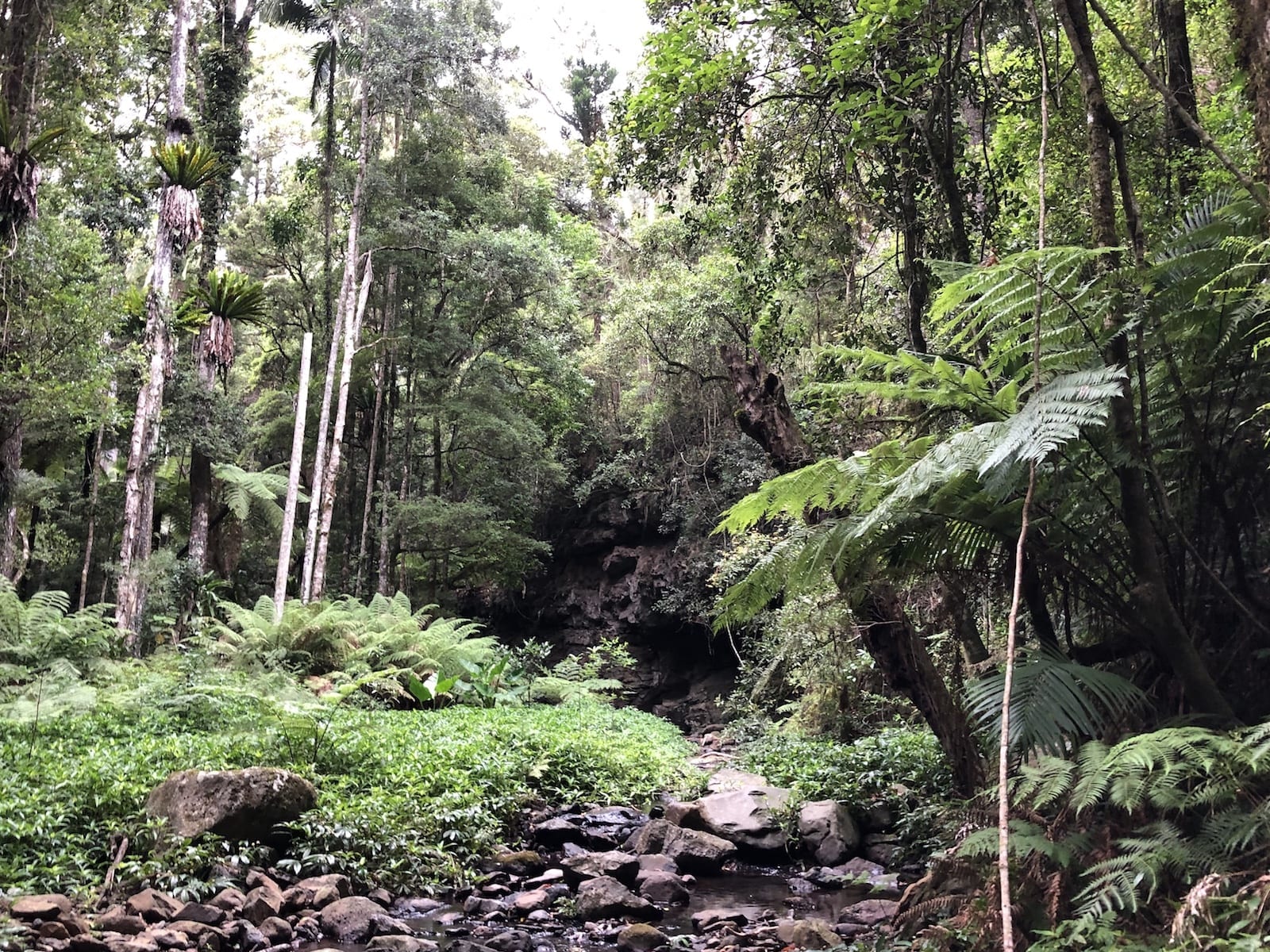 Dalrymple Creek cuts through the rainforest on the Cascades rainforest walk.