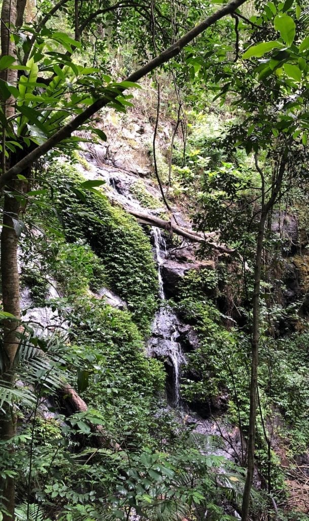 Cascade Falls on the Cascades rainforest walk.