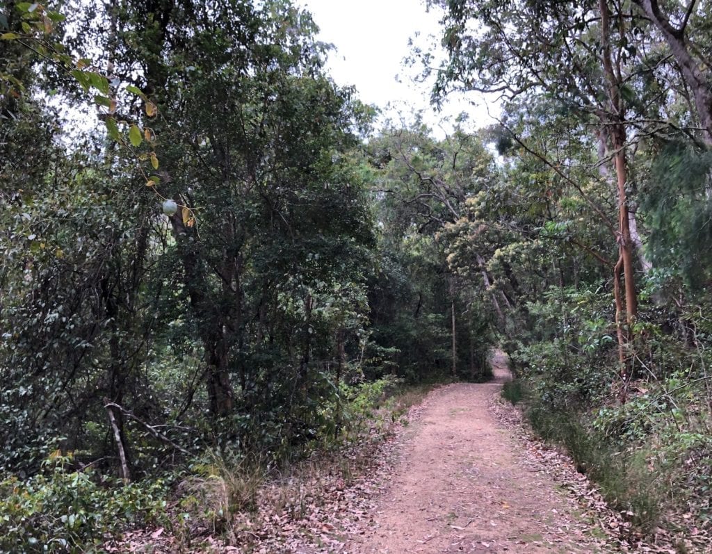 The Dalrymple Circuit walk is an easy walk from Manna Gum campground.