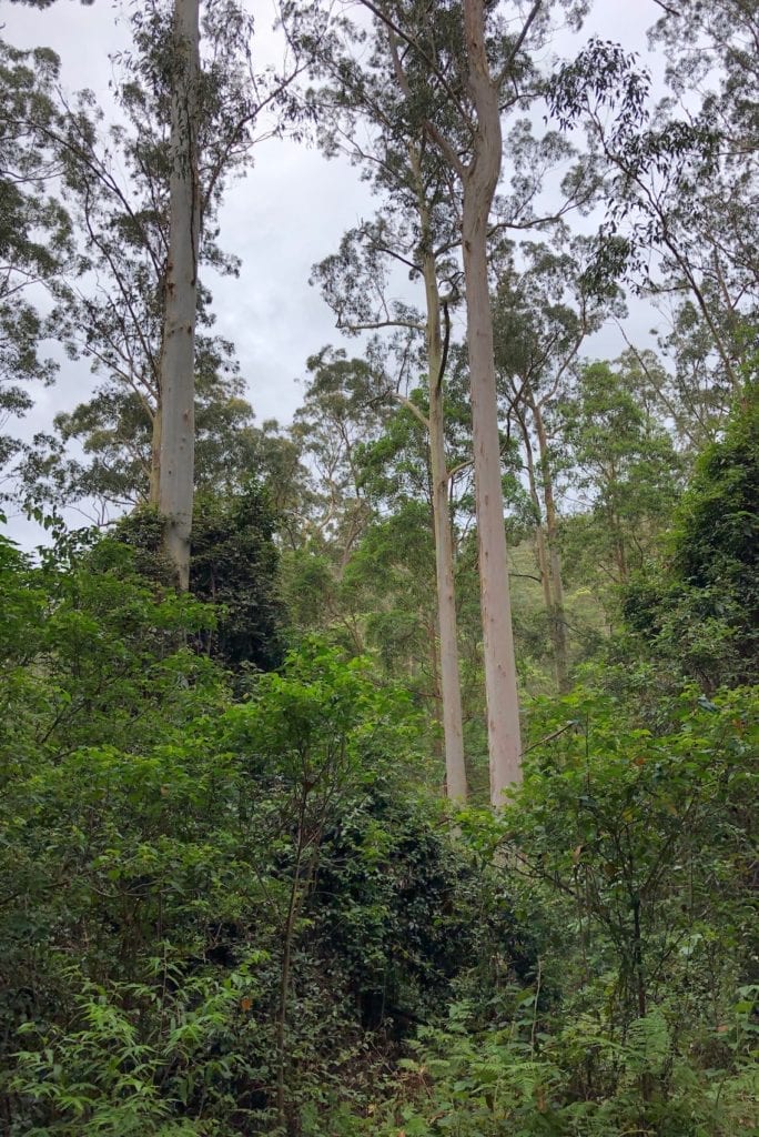 These trees give Manna Gum campground its name.