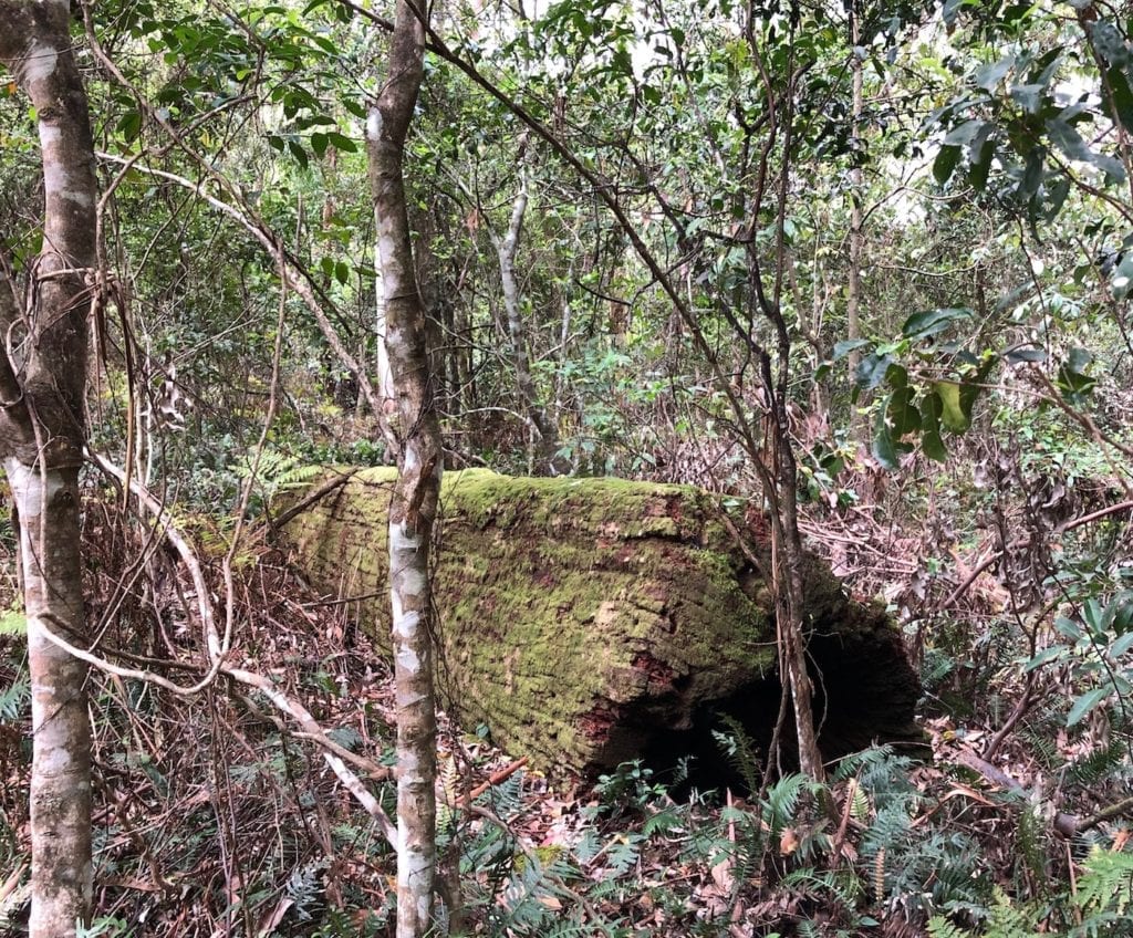 A huge log cut many years ago and left behind. Dalrymple Circuit, Manna Gum Campground