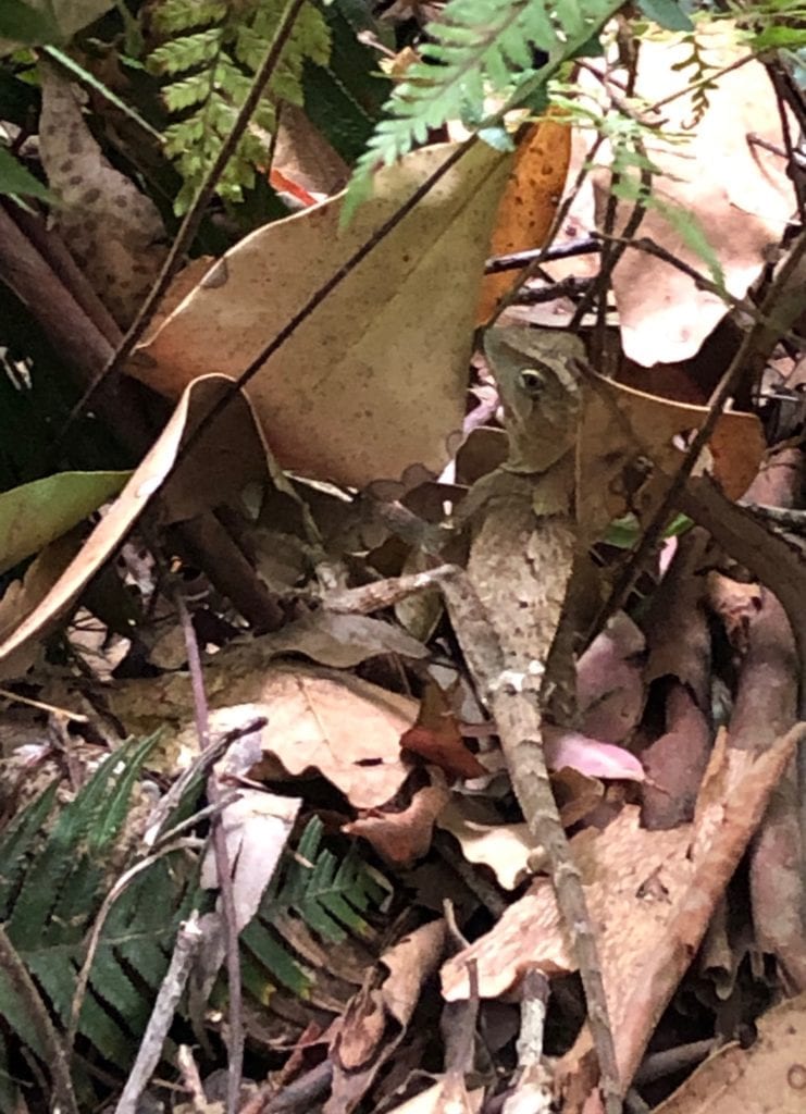 This lizard is well camouflaged. Dalrymple Circuit, Manna Gum Campground.