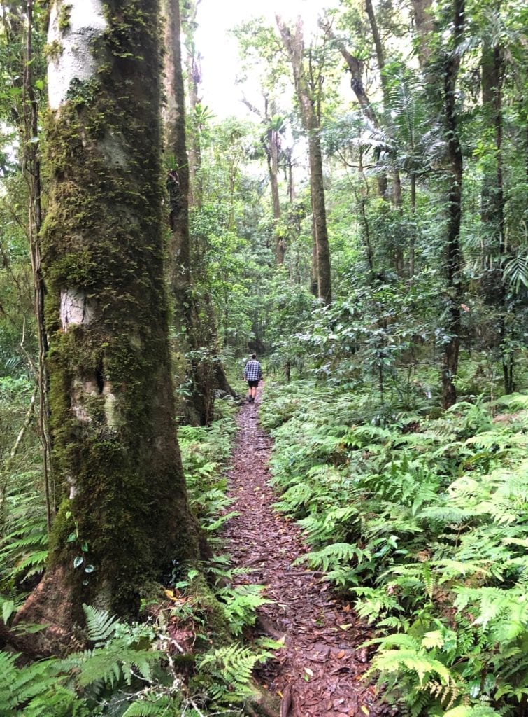 Walking through Gondwana Rainforest in Main Range National Park.