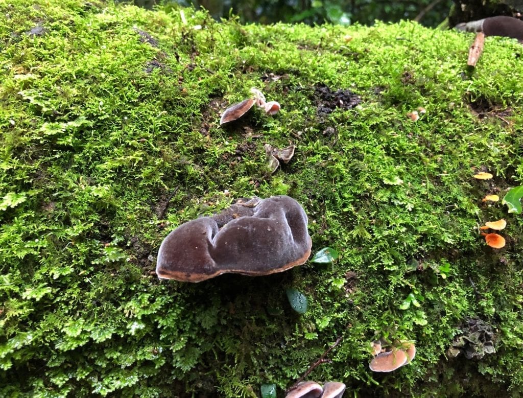 Fungus thriving in the wet understorey. Gondwana Rainforest.