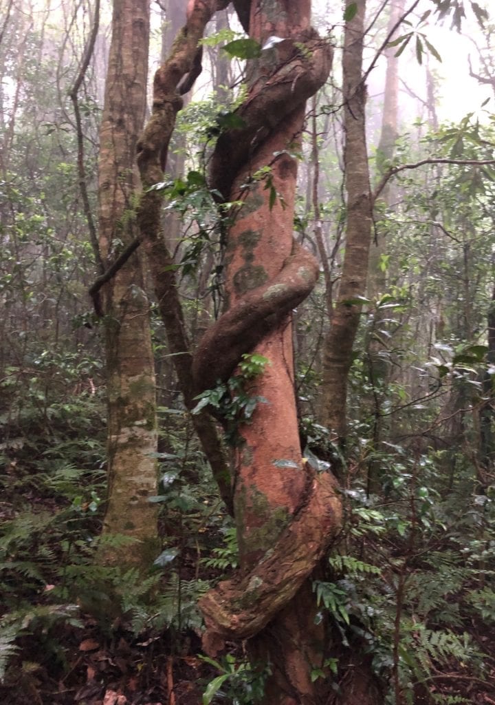 Two plants in a slow motion fight for supremacy. Sylvester's Lookout, Main Range National Park. Gondwana Rainforest.